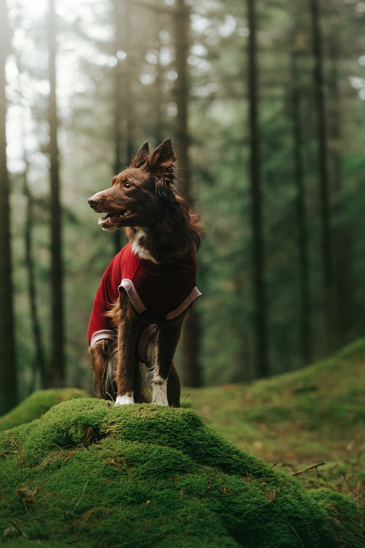 Eine Border Collie Hündin posiert im Wald auf Moos und trägt dabei den cocucanem Hundebody Lucy in Bordeauxrot