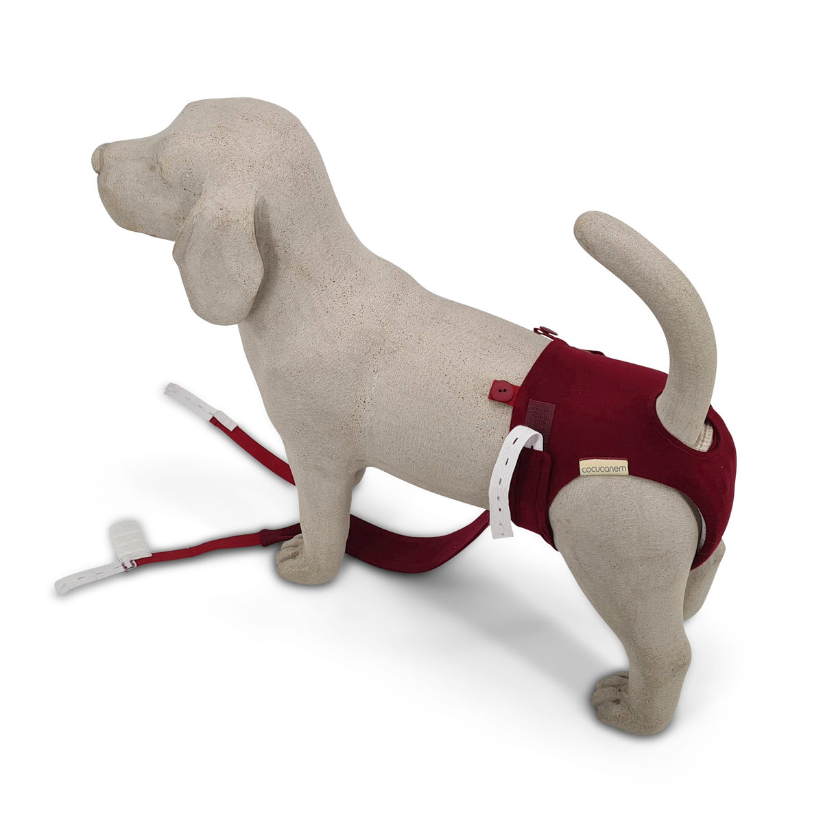 Inkontinenzhose für Hündinnen im Anziehprozess am Beagle Beton Modell. Die Hose ist bereits angezogen, die Träger hängen noch lose herab.