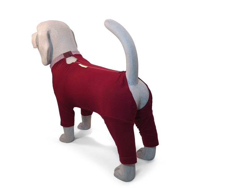 Ein Beagle-Modell trägt einen Hundebody mit 3/4 langen Beinen in Bordeauxrot mit teilbarem Reißverschluss. Die Rückansicht zeigt die anatomisch angelegt große Aussparung beim Modell für Hündinnen, die der Hündin ermöglichen ihr kleines und großes Geschäft zu erledigen ohne den Body ausziehen zu müssen.