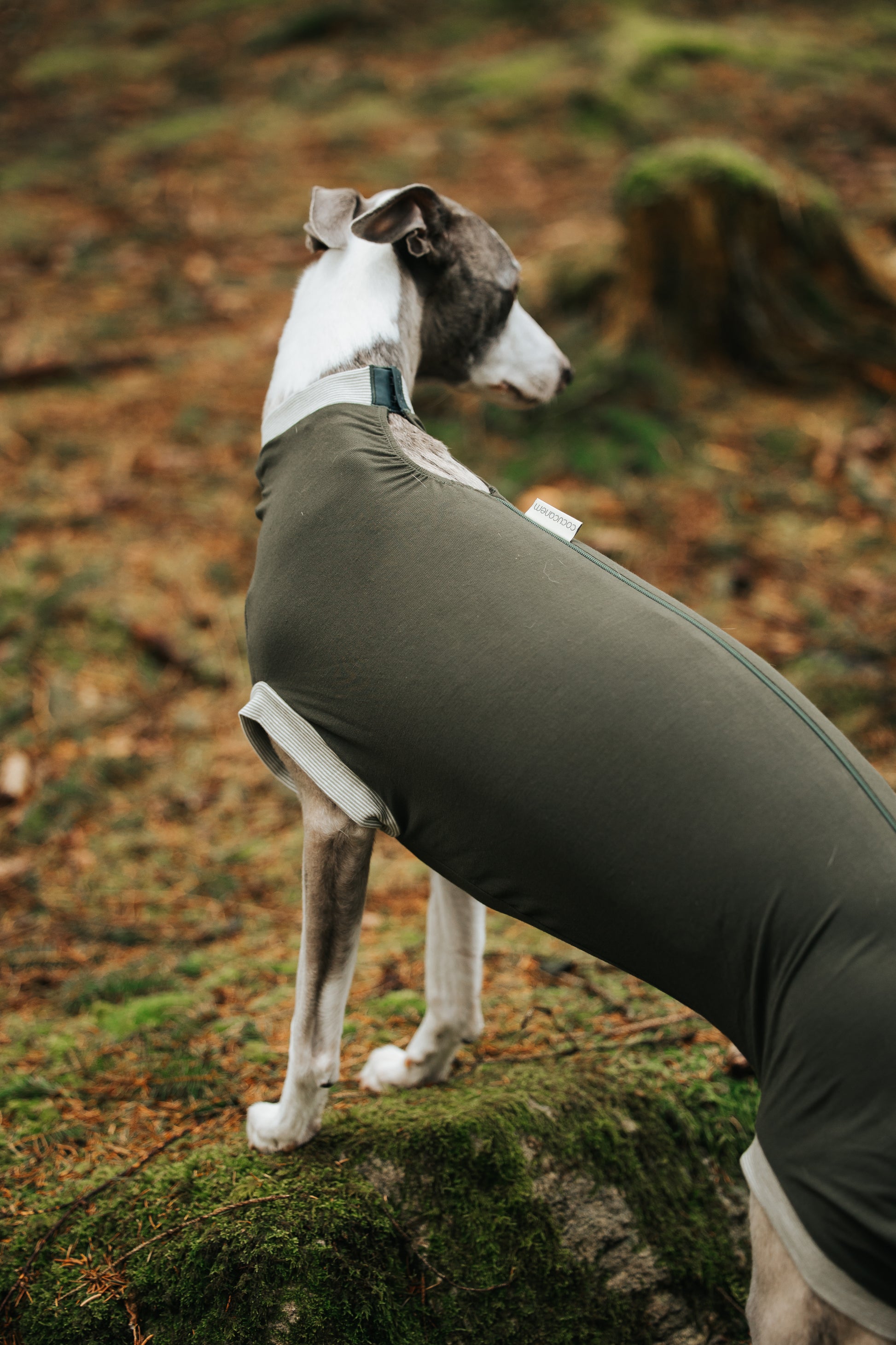 Ein Windhund posiert im Wald mit dem maßgefertigtem Hundebody. Der Body passt der Hündin perfekt und schmiegt sich wie eine zweite Haut um die Hündin.