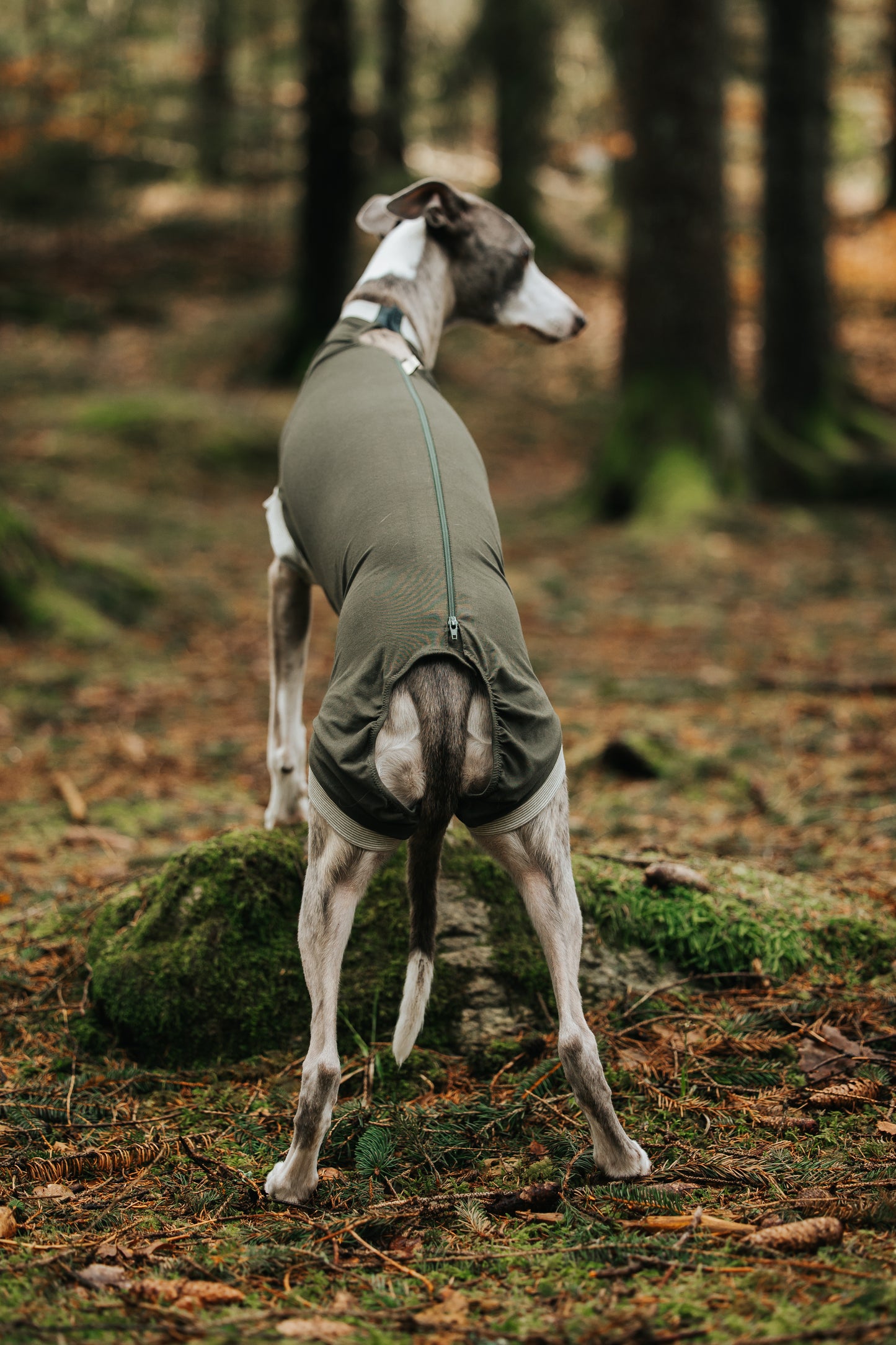 Eine Windhündin posiert im Wald im maßgefertigten Hundebody. Die Rückansicht zeigt die Aussparung, die das kleine und große Geschäft ermöglichen. Der Reißverschluss verläuft neben der Wirbelsäule.