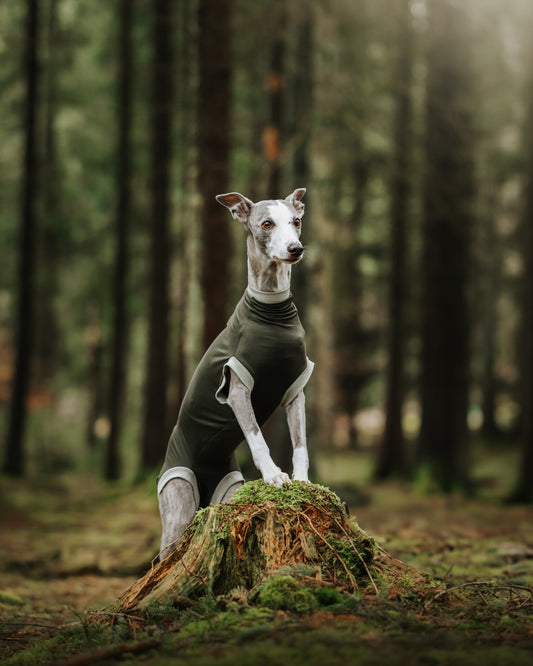 Eine Windhündin posiert im Wald und trägt den maßgefertigten Hundebody Individubello. Der Bauch ist komplett vom Body verdeckt.