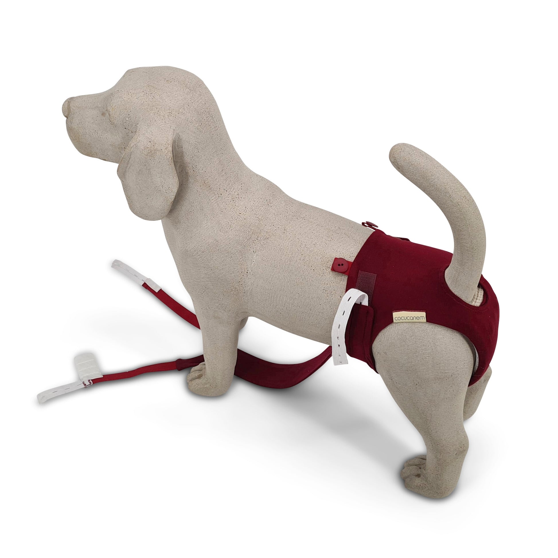 Inkontinenzhose für Hündinnen im Anziehprozess am Beagle Beton Modell. Die Hose ist bereits angezogen, die Träger hängen noch lose herab.