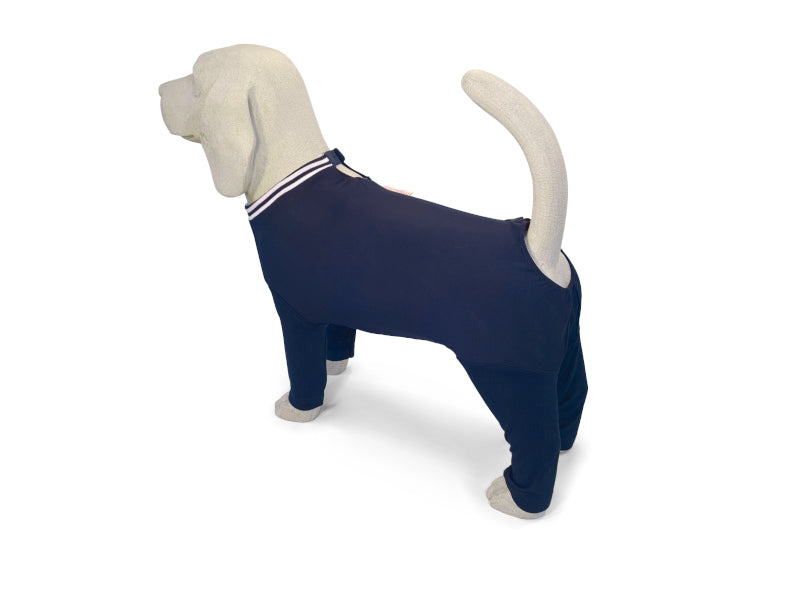 Beagle Beton Hundemodell trägt den Hundebody Mailo für Rüden. Die Ansicht zeigt die Gegenüberliegende Seite des Bodys, an der der Reißverschluss nicht zu sehen ist, da dieser assymmetrisch unterhalb der Wirbelsäule verläuft und von einer Seite daher nicht sichtbar ist.