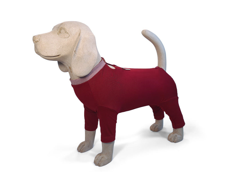 Ein Beagle-Modell trägt einen Hundebody mit 3/4 langen Beinen in Bordeauxrot mit teilbarem Reißverschluss.