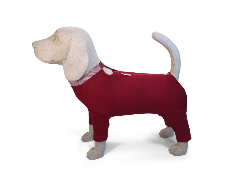 Ein Beagle-Modell trägt einen Hundebody mit 3/4 langen Beinen in bordeauxrot mit teilbarem Reißverschluss und BH-Verschluss am Halsbündchen.