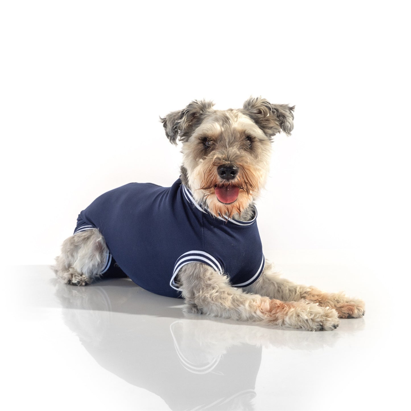 Ein Minischnauzer liegt und trägt einen marineblauen, beinfreien OP-Body für Rüden. Der bequeme Hundebody schmiegt sich um den Hundekörper.