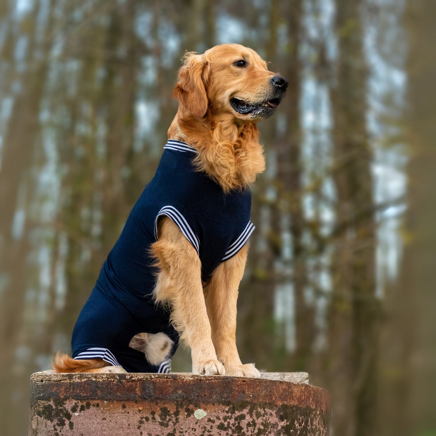 Ein Golden Retriever sitzt und trägt einen funktionellen Hundebody speziell für Rüden. Der Bauch ist komplett abgedeckt, aber ein Loch für den Hundepenis lässt Gassigänge mit OP-Body zu.