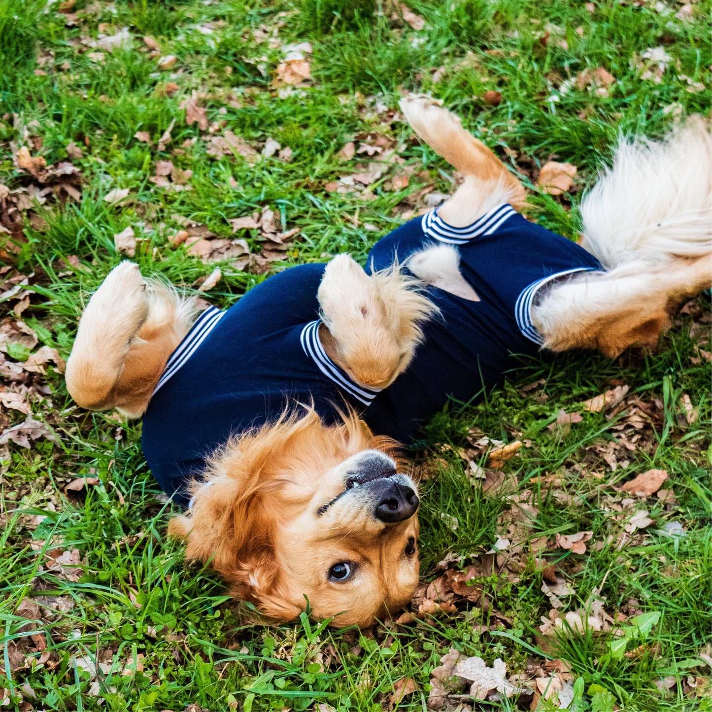 Ein Golden Retriever liegt in der Wiese auf dem Rücken und hält seinen Bauch in die Kamera. Der Hund trägt einen marineblauen OP-Body für Rüden, der den Bauch vollständig abdeckt, aber ein Loch für den Hundepenis hat.