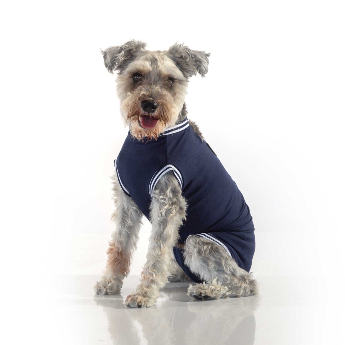 Ein Minischnauzer sitzt und trägt als Wundschutz einen marineblauen, komfortablen Hundebody ohne Beine von cocucanem.