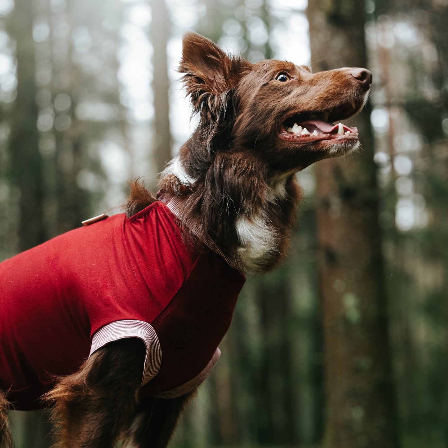 Eine Bodercollie Hündin trägt einen bordeauxroten Hundebody. Es ist nur der vordere Teil der Hündin abgebildet. Der Body bedeckt den komplett den Schulterbereich.