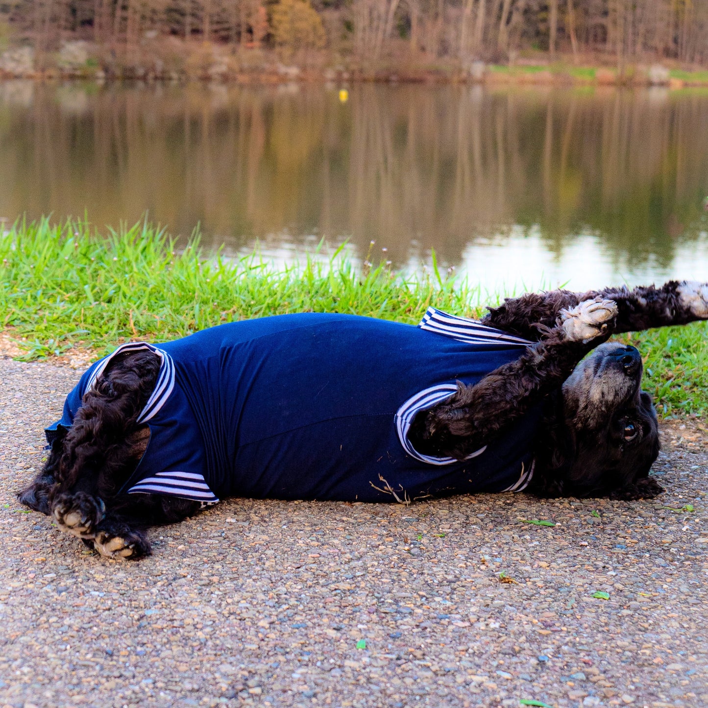 Eine Cockerspaniel Hündin liegt auf dem Rücken und streckt ihren Bauch in die Kamera. Sie trägt einen marineblauen Hundebody ohne Ärmel. Der Bauch ist durch den Hundebody komplett abgedeckt.