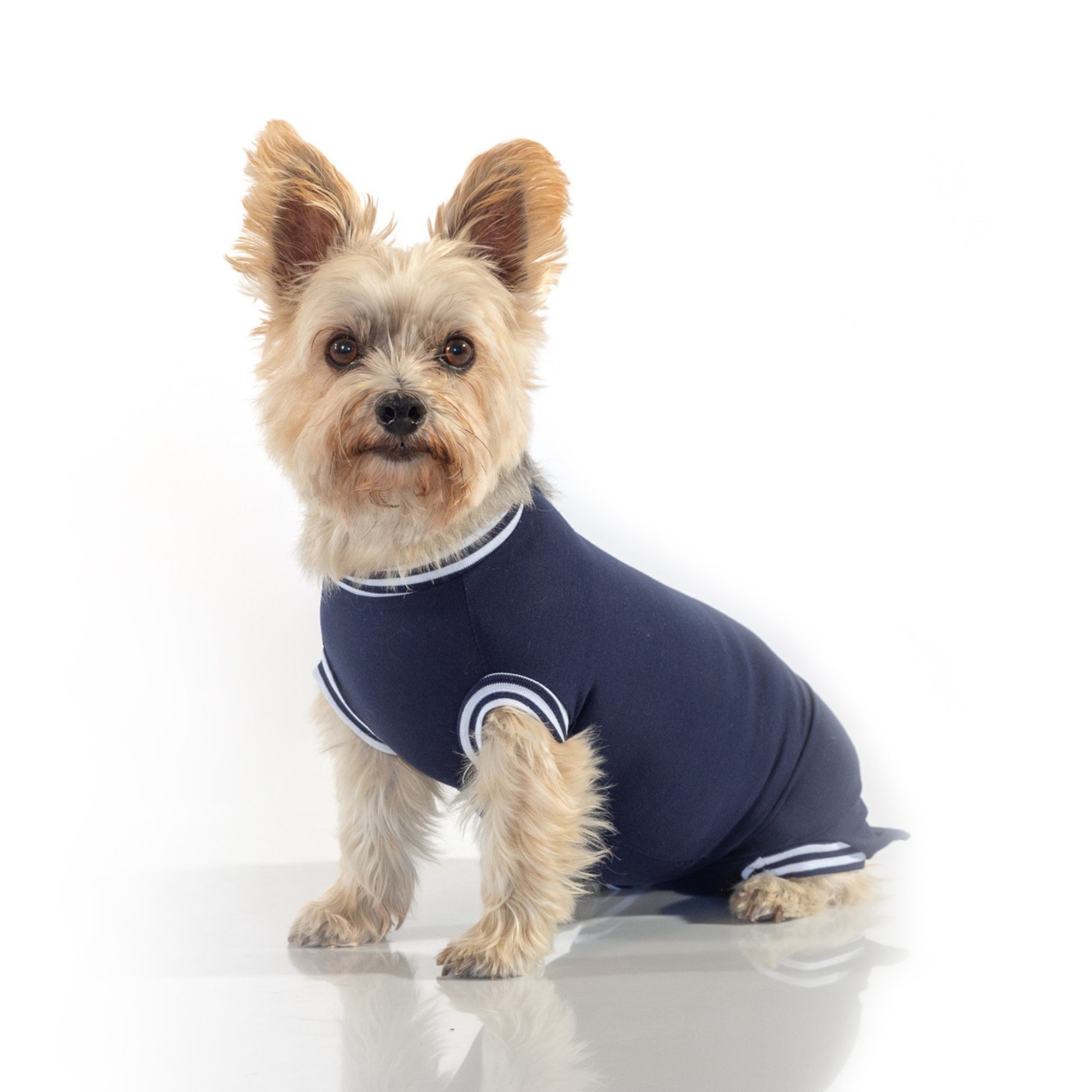 Eine Yorkshire Terrier Hündin sitzt und trägt als Wundschutz einen marineblauen, komfortablen Hundebody ohne Beine von cocucanem.