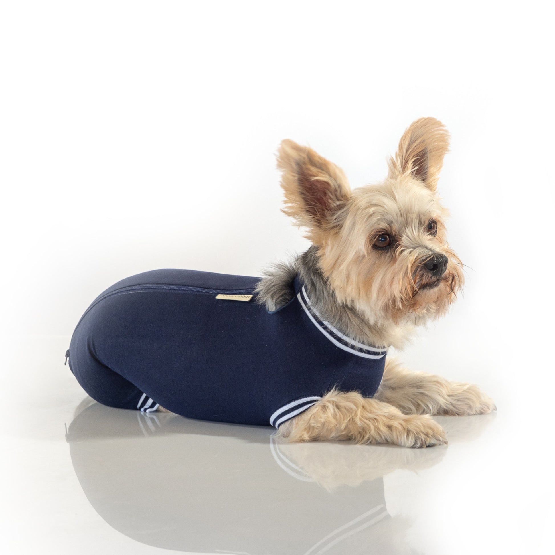Eine Yorkshire Hündin liegt und trägt dabei einen bequemen, marineblauen Hundebody von cocucanem. Man erkennt gut, wie toll sich der hochelastische Body um die Hündin schmiegt. Am Rücken verläuft ein teilbarer Reißverschluss.