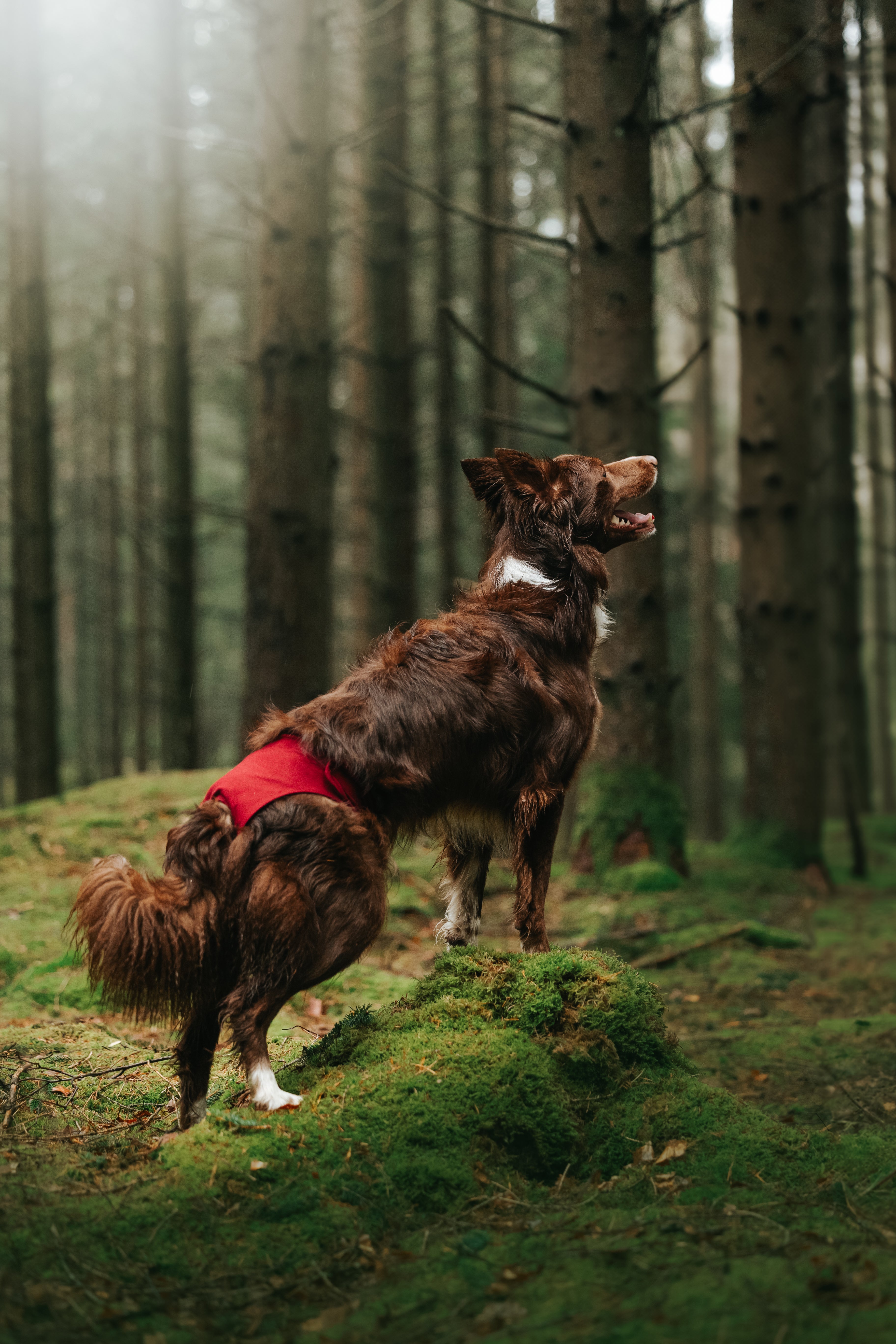 Eine Bordercollie Hündin posiert im Wald auf einem moosbedeckten Baumstumpf und trägt das cocucanem Läufigkeitshöschen. Die Hose trägt nicht auf und steht nicht ab wie eine Windel.