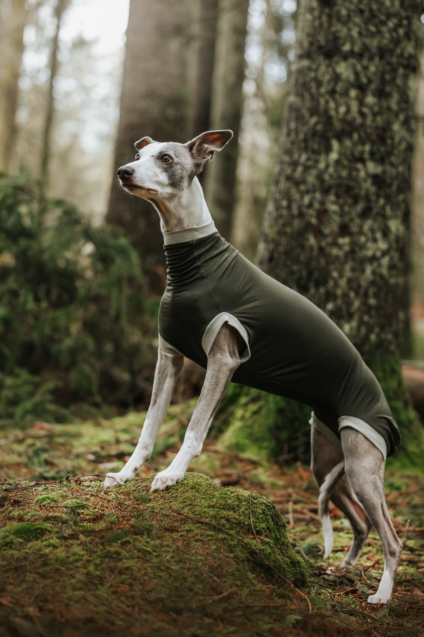 Eine Windhündin posiert im Wald und trägt den maßgeschneiderten Hundebody Individubello. Ihre rassebedingten besonderen Proportionen wurden perfekt berücksichtigt, der Body sitzt wie eine zweite Haut.