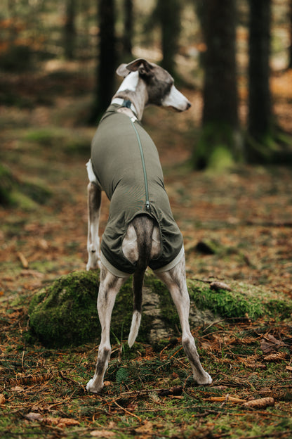 Eine Windhündin posiert im Wald im maßgefertigten Hundebody. Die Rückansicht zeigt die Aussparung, die das kleine und große Geschäft ermöglichen. Der Reißverschluss verläuft neben der Wirbelsäule.