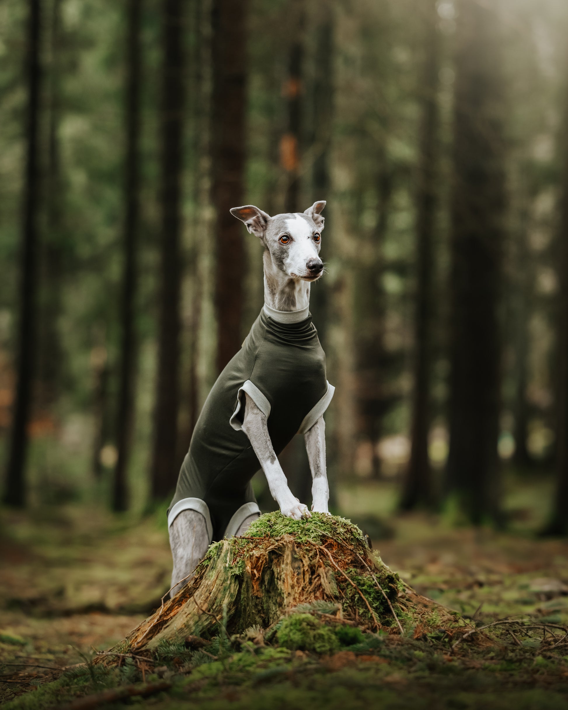 Eine Windhündin posiert im Wald und trägt den maßgefertigten Hundebody Individubello. Der Bauch ist komplett vom Body verdeckt.