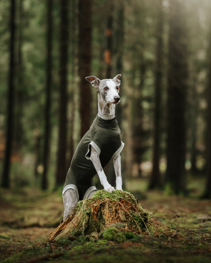 Eine Windhündin posiert im Wald und trägt den maßgefertigten Hundebody Individubello. Der Bauch ist komplett vom Body verdeckt.